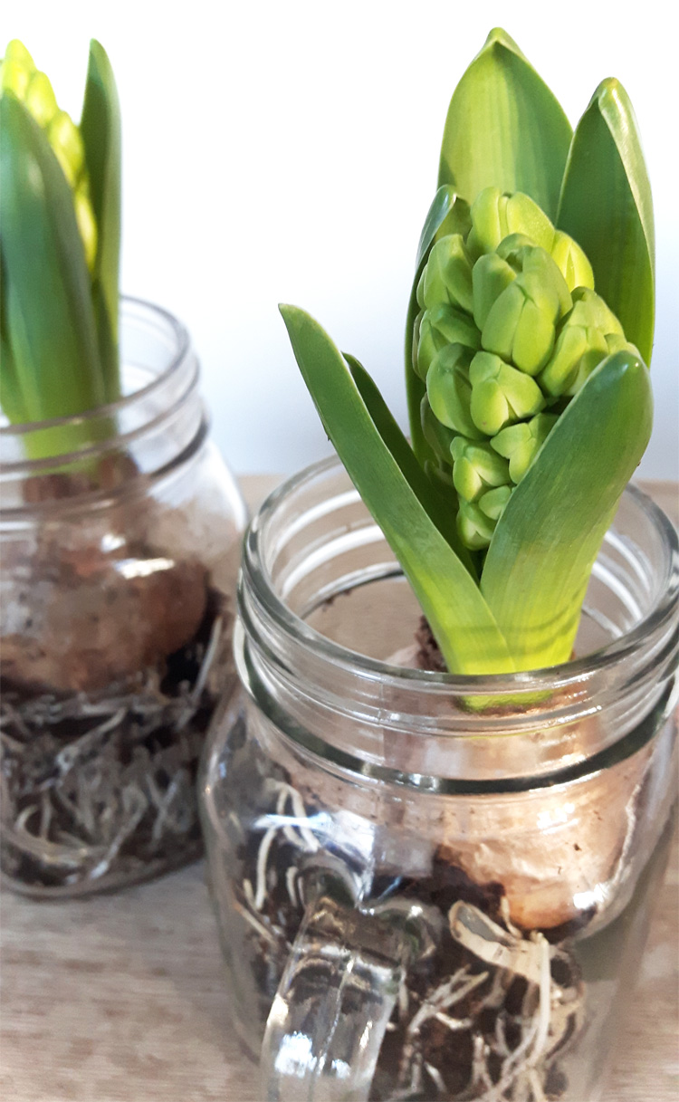 Frühlingsdeko mit Hyazinthen im Glas | DIY